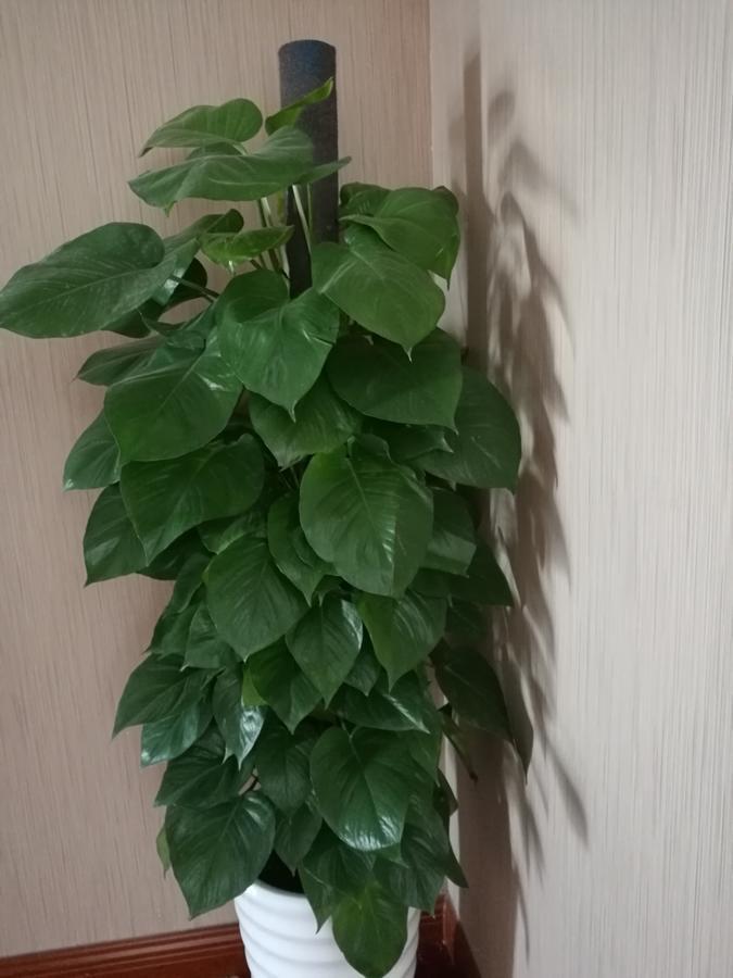 张家界之间酒店 外观 照片